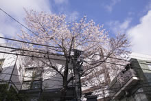 民家と桜