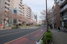 大通りと桜並木