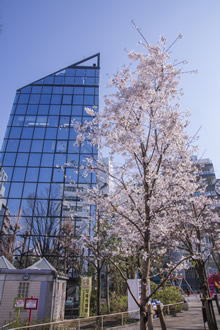 恵比寿公園と桜