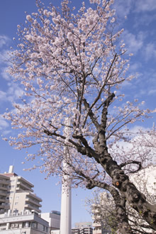 塔と桜